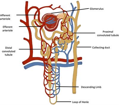 Programming of Renal Development and Chronic Disease in Adult Life